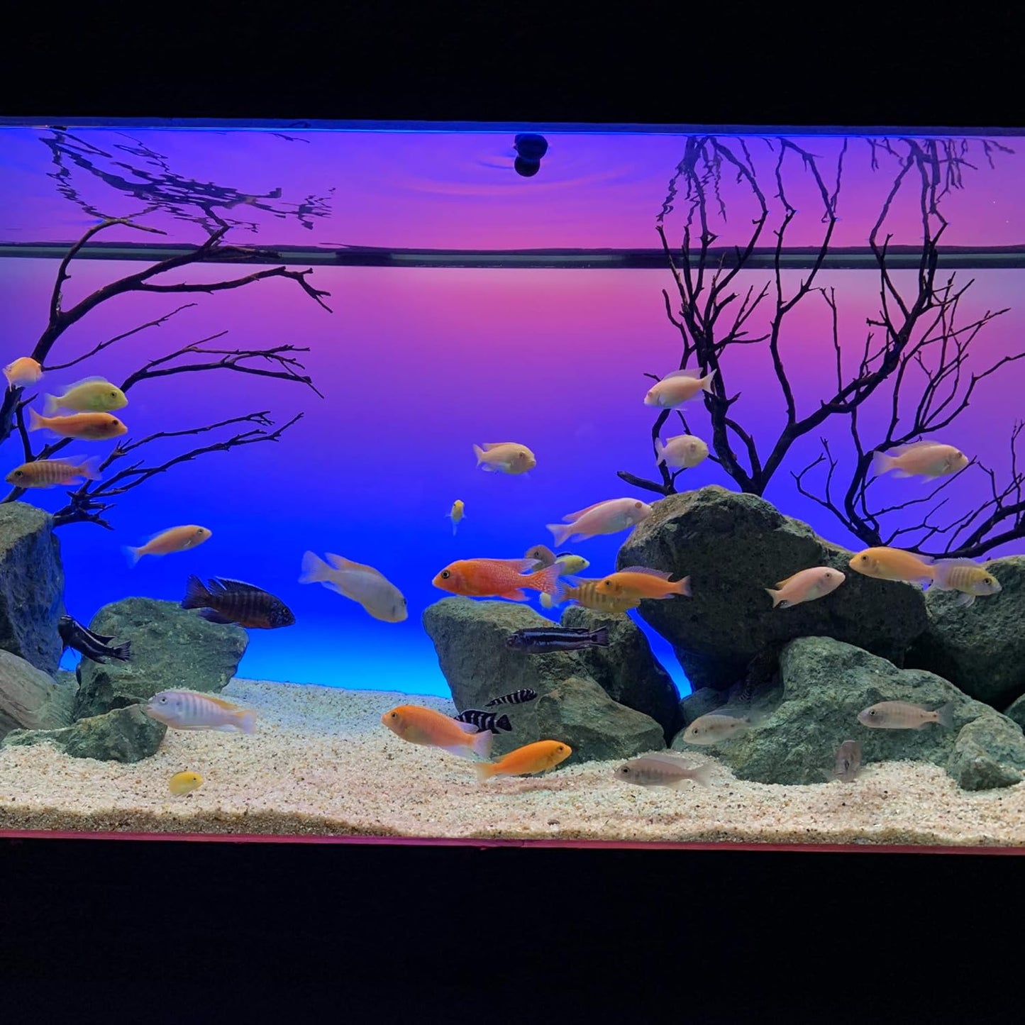 72" Inch Serene Aquarium Visual and Audio Aquatic Experience Kit with LED Aquarium Light, LED Background Light, Frosted Background Film & Speaker for Fish Tank (4028)